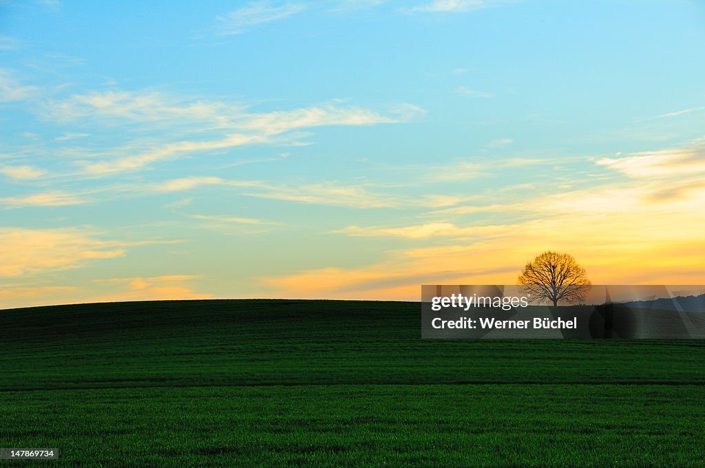 Single tree on meadow