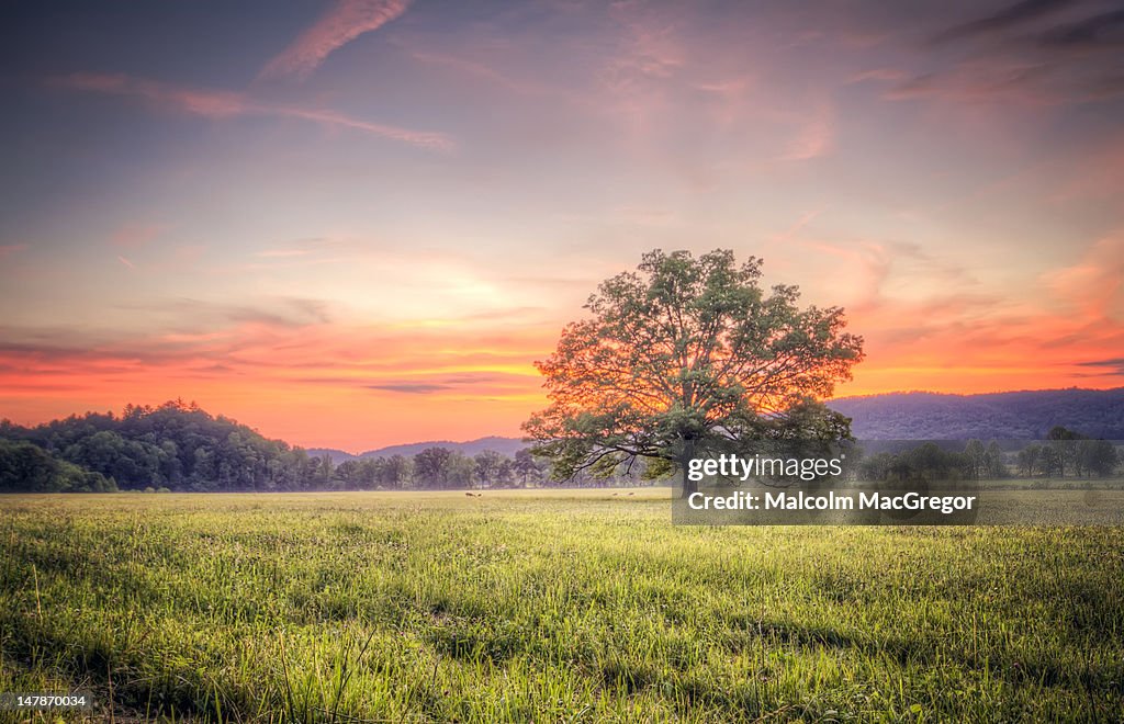 Lone tree with sunset