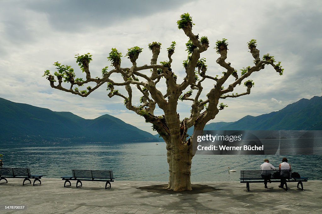 Lonely tree