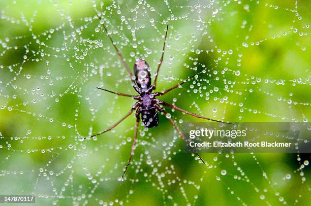 sleeping spider - elizabeth root blackmer stock pictures, royalty-free photos & images