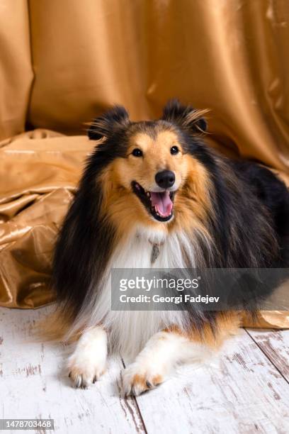 shetland sheepdog. amazing purebred sheltie dog lying on beautiful golden curtains and a white wooden floor. - smiling brown dog stock pictures, royalty-free photos & images