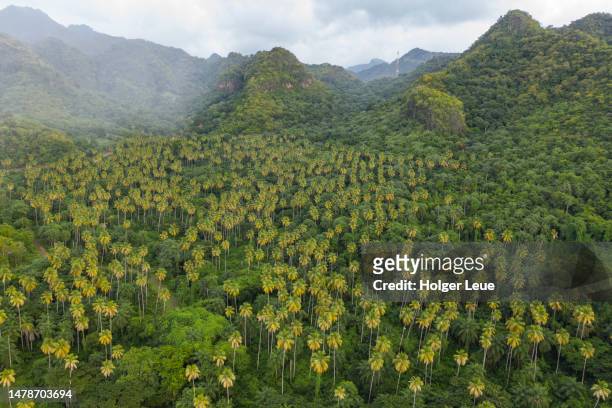 aerial of palm tree plantation, jungle and mountains - saint vincent grenadines stock pictures, royalty-free photos & images