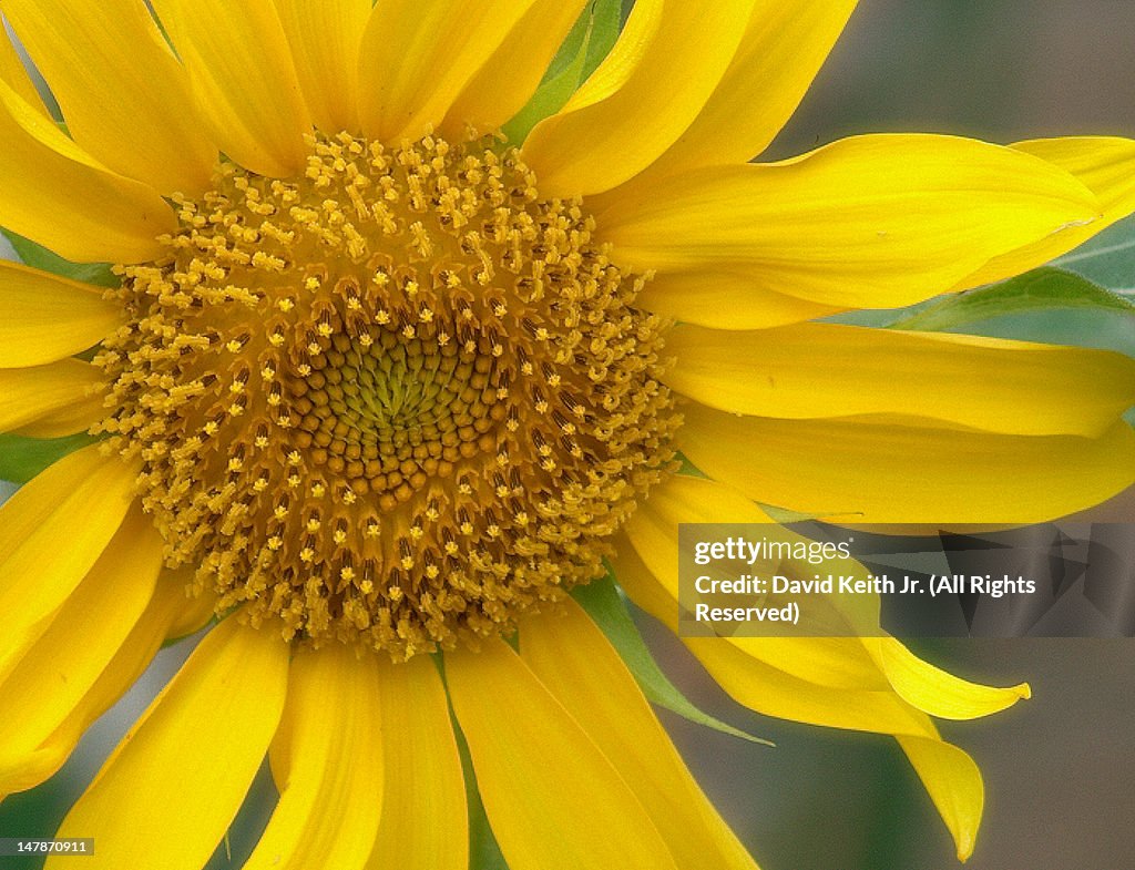 Sunflower