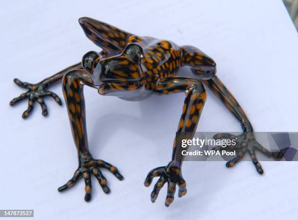 Stream Tree Frog The Frog House Photos and Premium High Res Pictures - Getty Images
