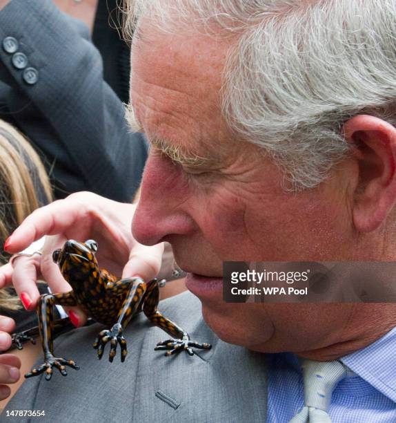 Prince Charles, Prince of Wales poses with an Ecuadorian stream tree frog, an endangered species discovered in the rainforests of Ecuador named...