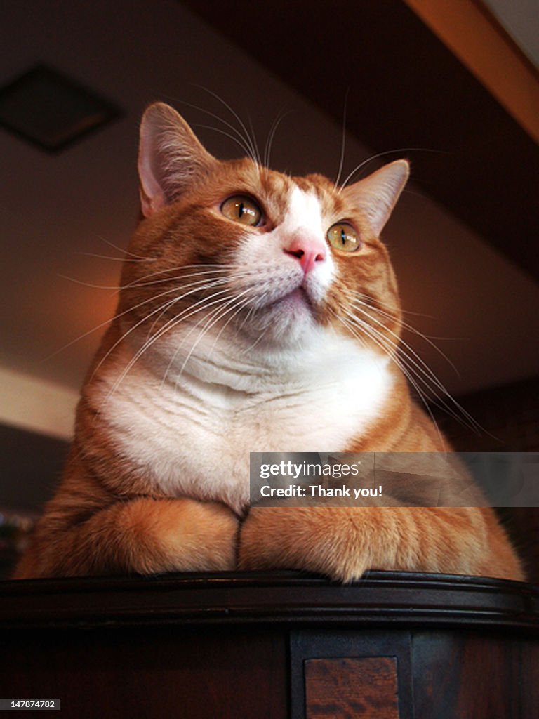 Cat staring