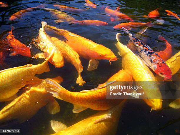 koi fish - sedgwick county zoo stock pictures, royalty-free photos & images