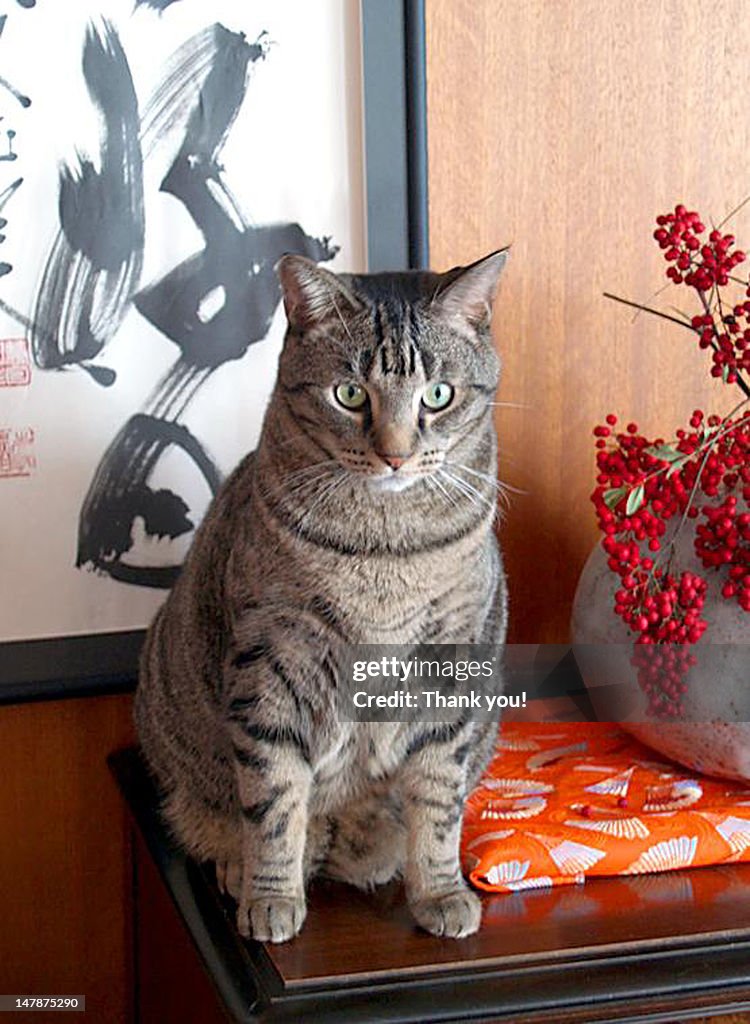 Portrait of Cat