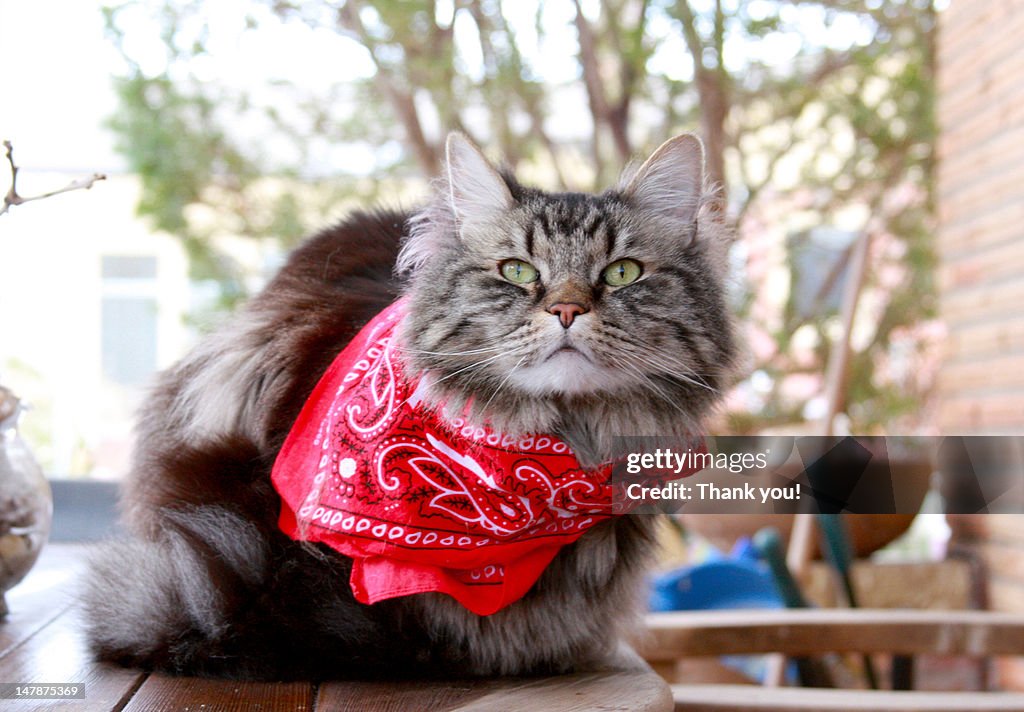 Profile of cat
