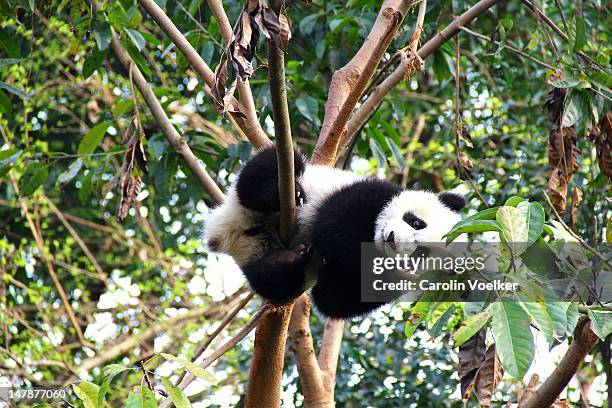 young panda resting on branch in chengdu, china - sichuan province stock pictures, royalty-free photos & images