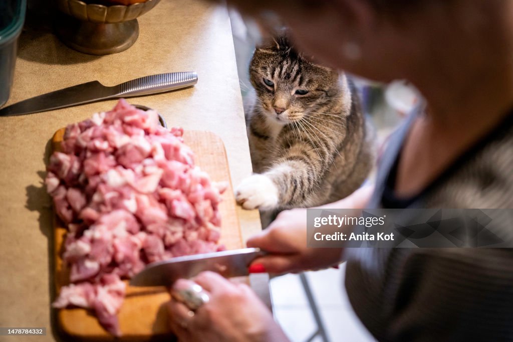 Cat stealing meat