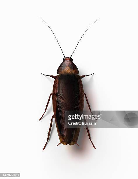 cockroach - ゴキブリ ストックフォトと画像
