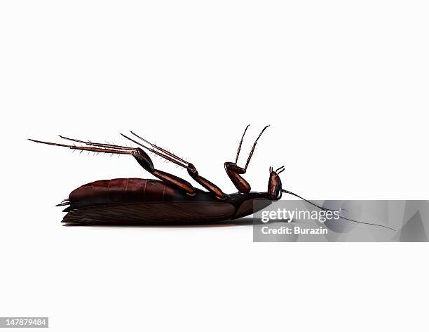 dead cockroach - carcass is stock pictures, royalty-free photos & images