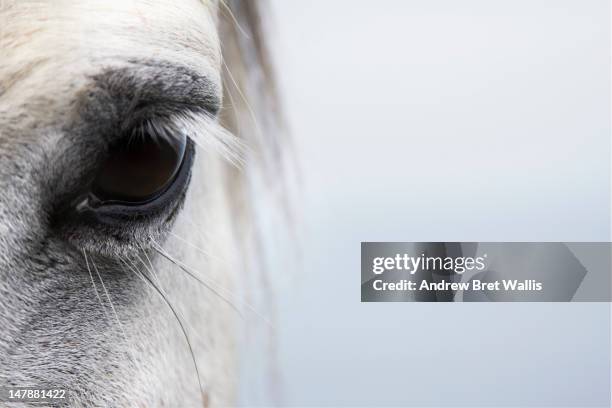 high-key close up of a welsh section a pony - horse eye stockfoto's en -beelden