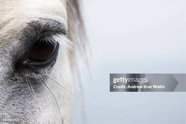 high-key close up of a welsh section a pony - white horse stock pictures, royalty-free photos & images