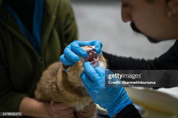 a male veterinarian examining teeth of a cat - animal mouth stock pictures, royalty-free photos & images