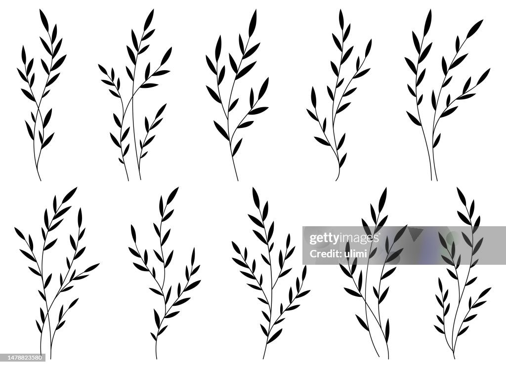 Vector Branches Branches With Leaves High-Res Vector Graphic - Getty Images
