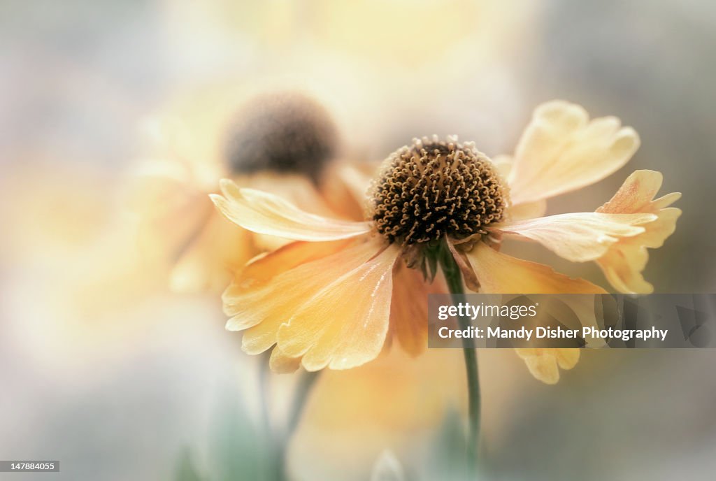 Helenium flowers