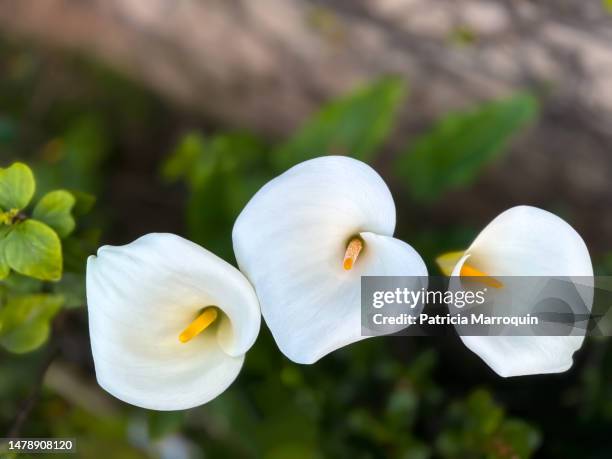 three calla lilies - calla lilies white stock pictures, royalty-free photos & images