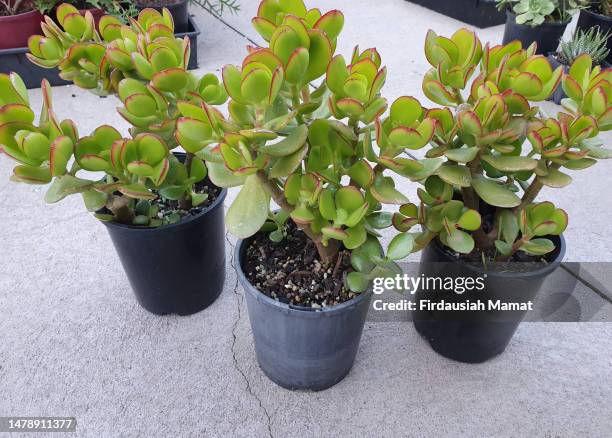 crassula ovata or known as jade plant, lucky plant, money tree - money tree stock pictures, royalty-free photos & images