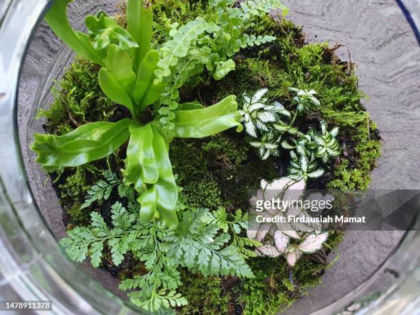 close up of tropical plants such as moss and  nerve plants  growing in terrarium glass jar. - getting started stock pictures, royalty-free photos & images