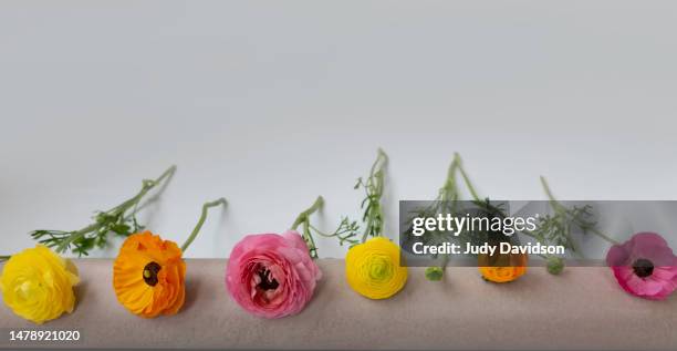 individual stems of ranunculus  anemone in a row with room for text - anemone flower arrangements stock pictures, royalty-free photos & images