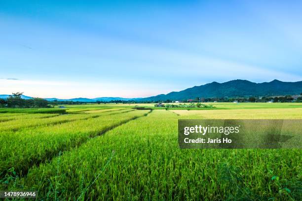 Super Asian Rice Field 1,864 Asian Rice Field Stock Photos, High-Res Pictures, and Images ...
