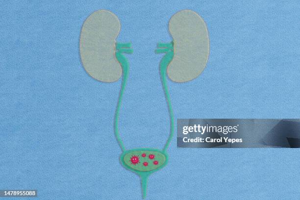 urinary system disease embroidery - internal system stock pictures, royalty-free photos & images