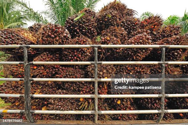 fresh palm oil fruit from truck. - middle east oil stock pictures, royalty-free photos & images