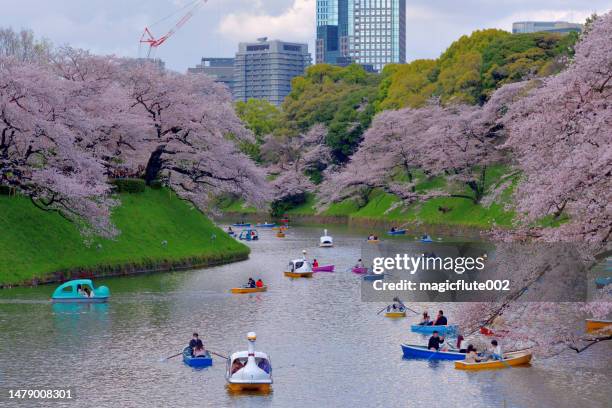 cherry blossom viewing (hanami) from boat at chidorigafuchi park, tokyo - hanami stock pictures, royalty-free photos & images