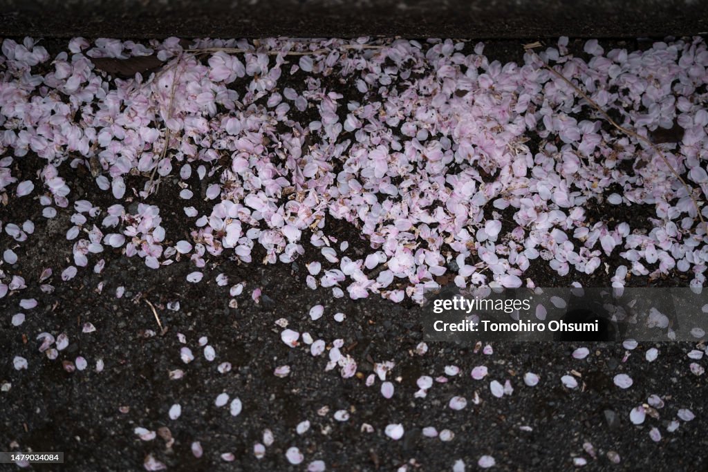 People Watch Cherry Blossoms As Evacuation Order For Fukushima's Yonomori Area Is Lifted