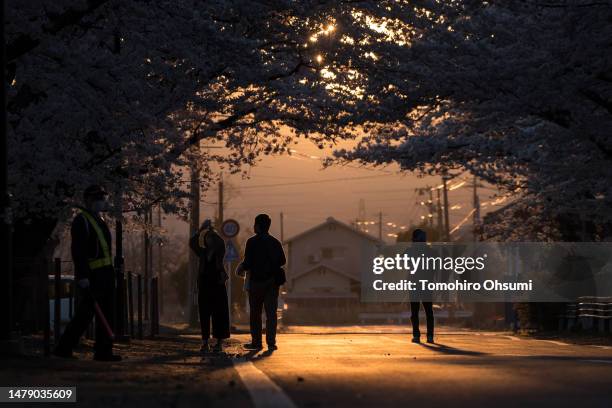 People watch cherry trees in bloom at dusk in the Yonomori area on April 02, 2023 in Tomioka, Fukushima, Japan. The evacuation order for the Yonomori...