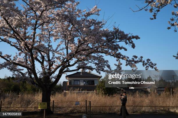 Man holding a baby walks past an abandoned house while a cherry tree is in bloom in the Yonomori area on April 02, 2023 in Tomioka, Fukushima, Japan....