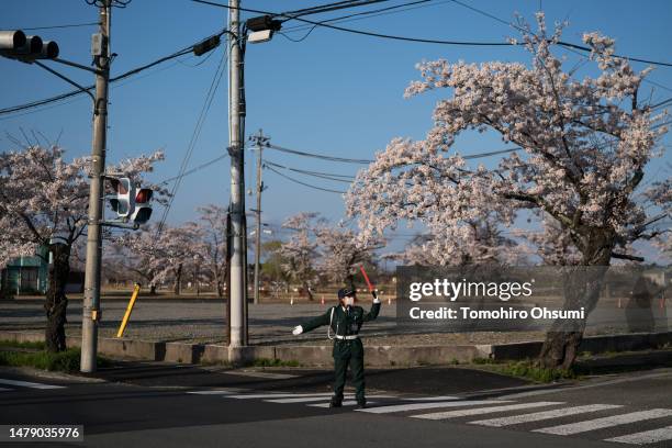 Traffic officer directs traffic in front of cherry trees in bloom in the Yonomori area on April 02, 2023 in Tomioka, Fukushima, Japan. The evacuation...