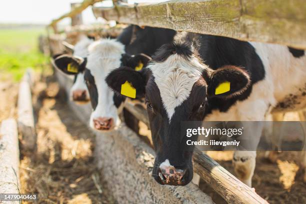 cows on farm. cattle. livestock. dairy cattle - dairy cattle stock pictures, royalty-free photos & images