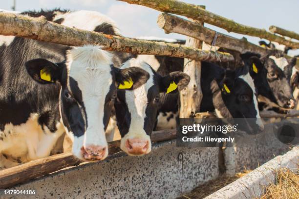 cows on farm. cattle. livestock. dairy cattle - cowshed stock pictures, royalty-free photos & images