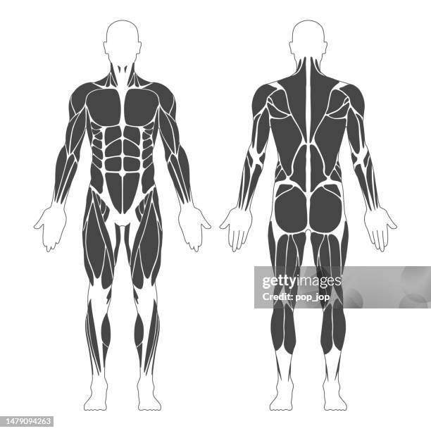 ilustraciones, imágenes clip art, dibujos animados e iconos de stock de sistema muscular. cuerpo humano. anatomía masculina. athletyc fitness trainig gym workout vector illustration. vista frontal y trasera - músculo-humano