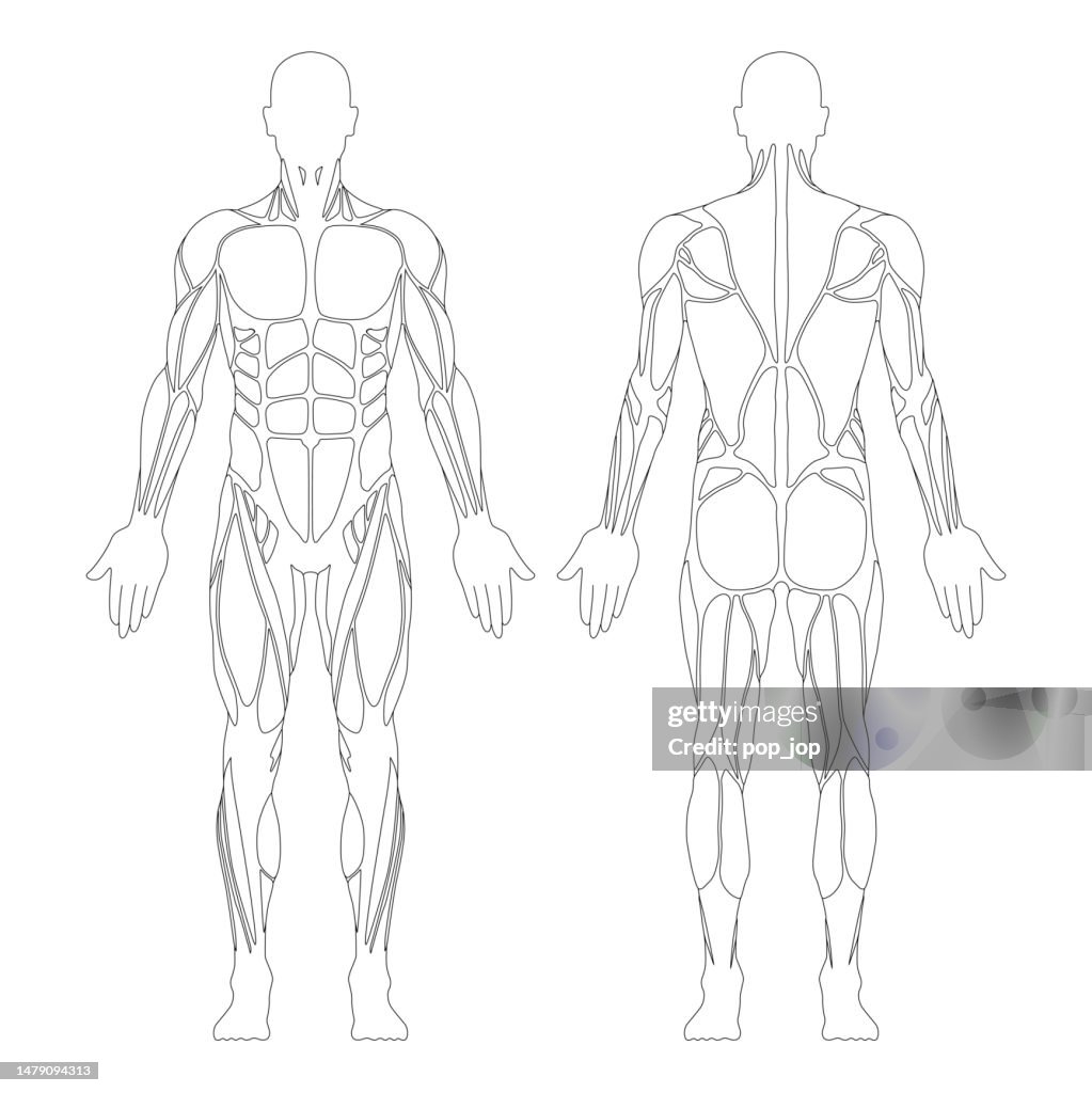 Muscular System. Human Body. Male Anatomy. Athletyc Fitness Trainig Gym Workout Vector Illustration. Front and Back View