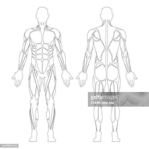 muscular system. human body. male anatomy. athletyc fitness trainig gym workout vector illustration. front and back view - human back stock illustrations