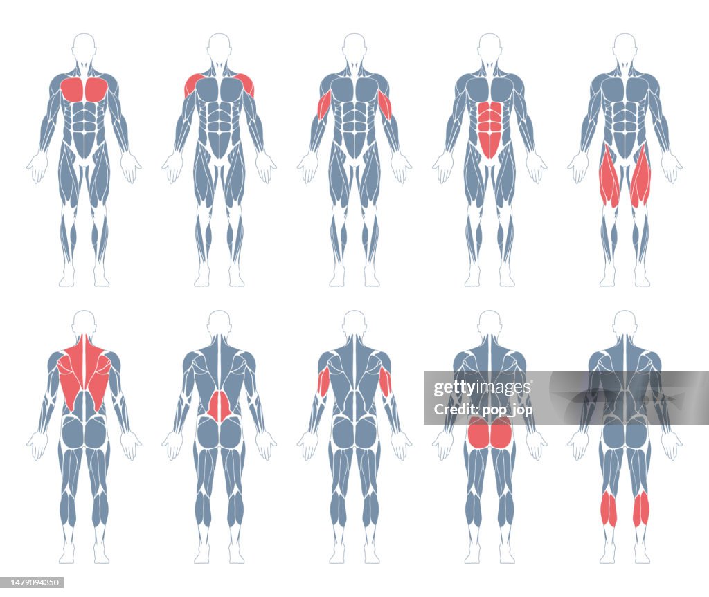 Muskulatur. Menschlicher Körper. Männliche Anatomie. Athletyc Fitness Trainig Gym Workout Vektor Illustration. Vorder- und Rückseite