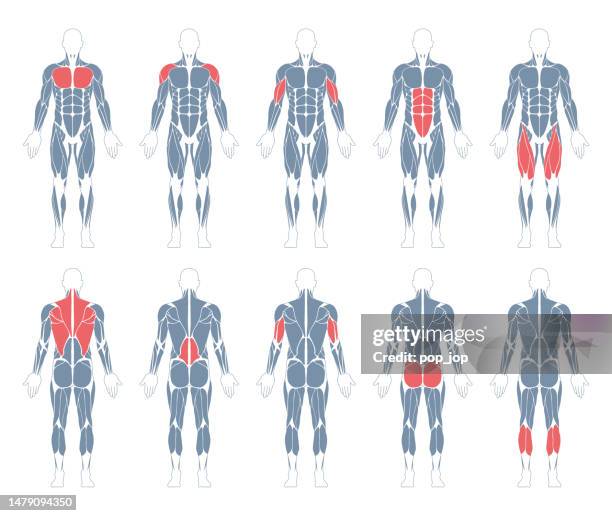 illustrations, cliparts, dessins animés et icônes de système musculaire. corps humain. anatomie masculine. athletyc fitness trainig gym workout vector illustration. vue avant et arrière - muscle humain