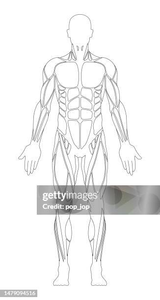 illustrazioni stock, clip art, cartoni animati e icone di tendenza di sistema muscolare. corpo umano. anatomia maschile. athletyc fitness trainig gym workout illustrazione vettoriale. vista frontale - dorso umano