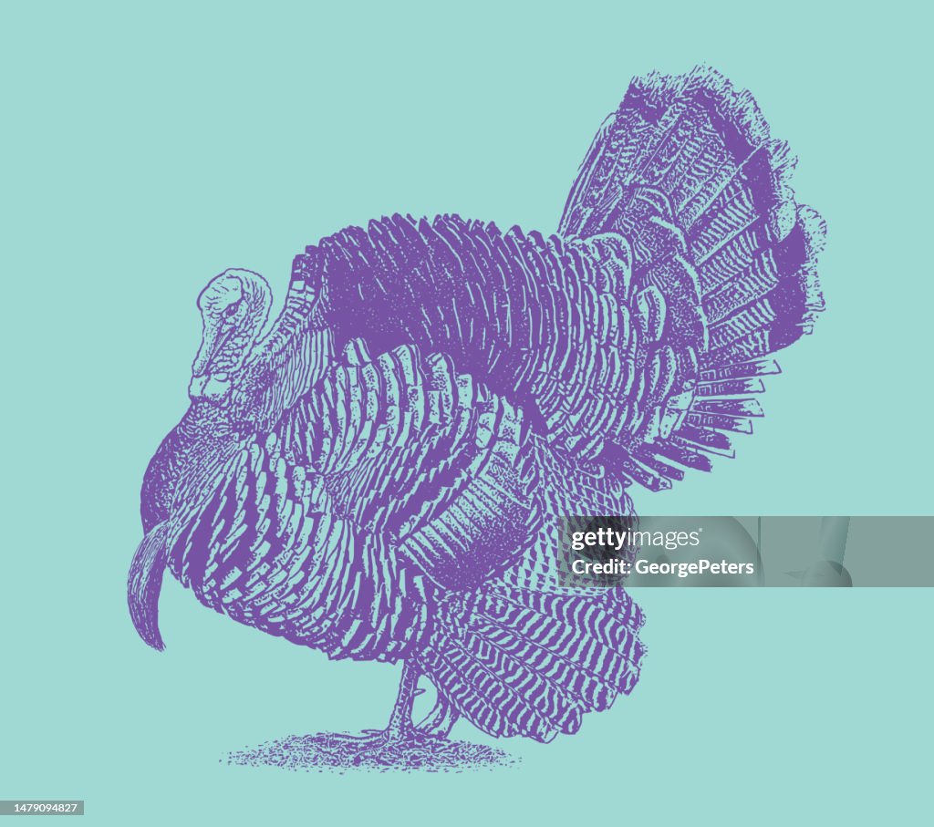 Strutter Svg Wild Turkey Strutting High-Res Vector Graphic - Getty Images