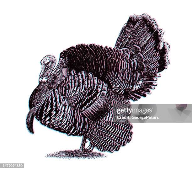 wild turkey strutting with glitch technique - rooster engraving stock illustrations