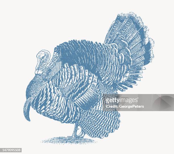 wild turkey strutting - turkey hunting stock illustrations