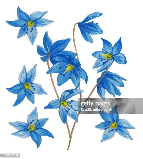 old chromolithograph illustration of botany, the siberian squill or wood squill (scilla siberica) - bluebell illustration stock pictures, royalty-free photos & images