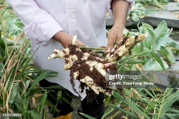 agriculture greenhouse - gember stockfoto's en -beelden