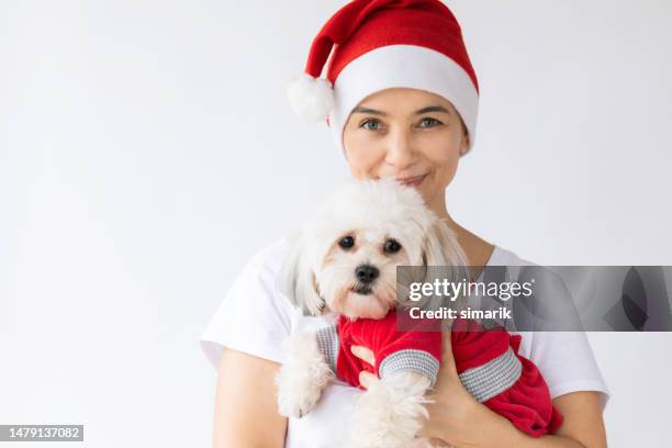 shih tzu dog - shih tzu stock pictures, royalty-free photos & images