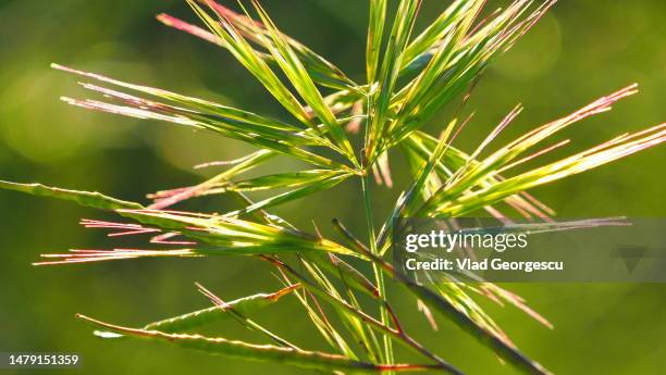 needles and pins - thorn like stock pictures, royalty-free photos & images