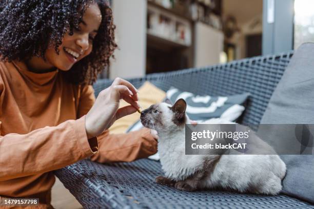 young woman playing with her cat - siamese cat stockfoto's en -beelden